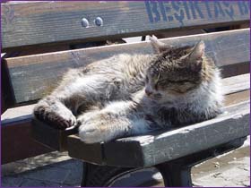ist_kedi.jpg